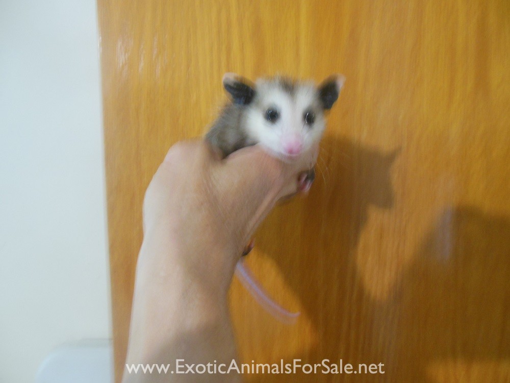 Opossum For Sale